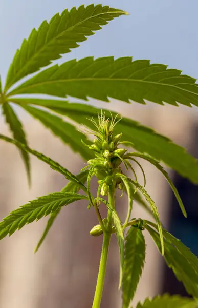 Detail Der Cannabis Cola Mit Sichtbaren Haaren Und Blättern Auf — Stockfoto