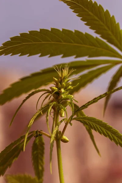 Részlet Kannabisz Kóla Látható Szőrszálak Levelek Virágzás Virágzó Marihuána Növény — Stock Fotó