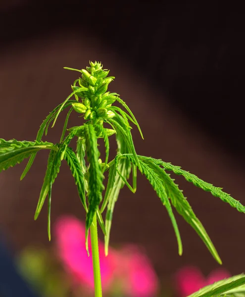 Szczegóły Coli Konopnej Widocznymi Włosami Liśćmi Kwitnieniu Kwitnąca Roślina Marihuany — Zdjęcie stockowe