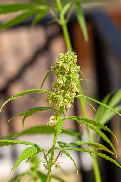 Çiçek Açarken Üzerinde Saç Yapraklar Olan Kenevir Kolasının Ayrıntıları Marihuana — Stok fotoğraf
