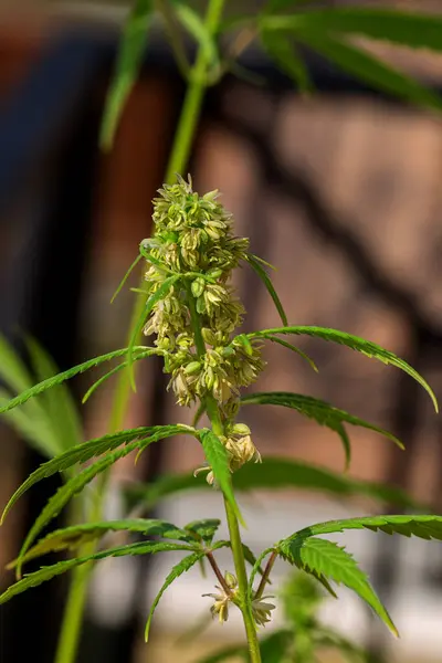Çiçek Açarken Üzerinde Saç Yapraklar Olan Kenevir Kolasının Ayrıntıları Marihuana — Stok fotoğraf