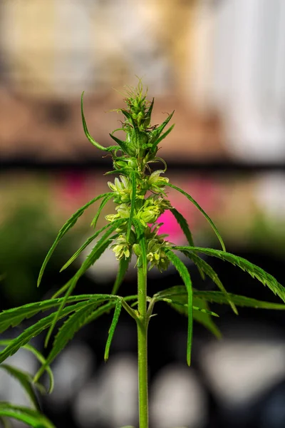 Detail Der Cannabis Cola Mit Sichtbaren Haaren Und Blättern Auf — Stockfoto