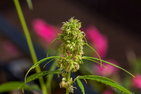 Detalle Cola Cannabis Con Pelos Visibles Hojas Floración Planta Marihuana — Foto de Stock