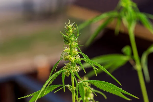 Çiçek Açarken Üzerinde Saç Yapraklar Olan Kenevir Kolasının Ayrıntıları Marihuana — Stok fotoğraf