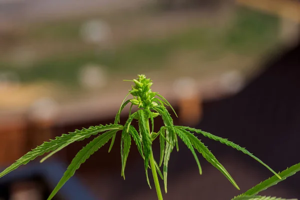 Detalle Cola Cannabis Con Pelos Visibles Hojas Floración Planta Marihuana —  Fotos de Stock