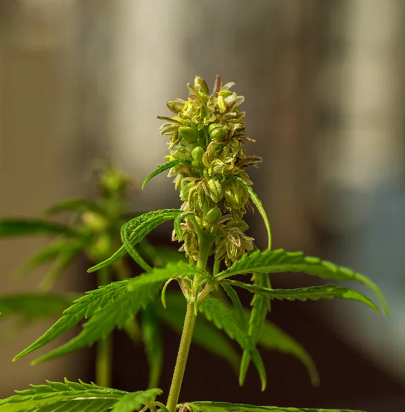 Detalle Cola Cannabis Con Pelos Visibles Hojas Floración Planta Marihuana —  Fotos de Stock