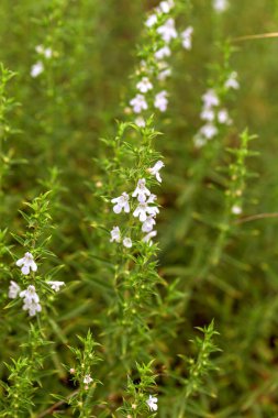 Baharda çiçekler. Güzel bahar çiçekleri, beyaz perdeler, taze çiçekler. Harika bir bahar. Gençlik. Bahar yeşillik ve narin çiçeklerle bezenmiş topraktır.
