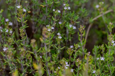 Baharda çiçekler. Güzel bahar çiçekleri, beyaz perdeler, taze çiçekler. Harika bir bahar. Gençlik. Bahar yeşillik ve narin çiçeklerle bezenmiş topraktır.