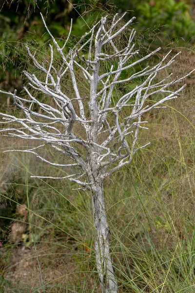 乾燥した木の象徴的な概念的な自然の背景 干ばつの期間中の枝 干ばつの後 — ストック写真