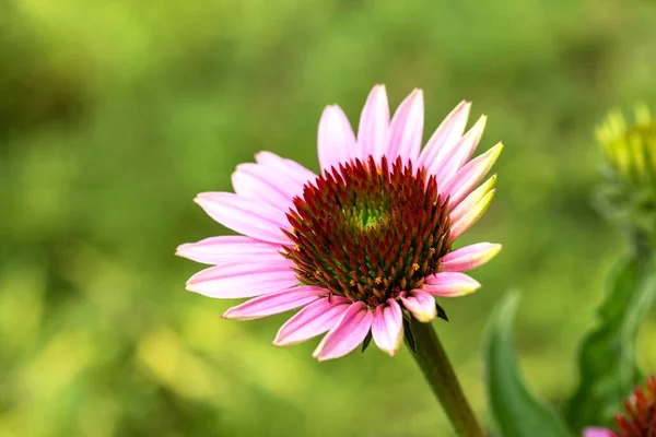 Close Garden Blooming Orange Chrysanthemum Flowers Pink Young Daisies Close — Stock Photo, Image