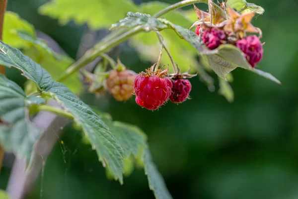 Framboise Sur Une Branche Mauvaise Récolte Infection Parasitaire Framboises Séchées — Photo