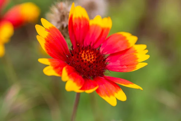 Blüht Frühling Schöne Frühlingsblumen Weiße Vorhänge Frische Blumen Toller Frühling — Stockfoto