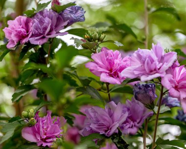 Baharda çiçekler. Güzel bahar çiçekleri, beyaz perdeler, taze çiçekler. Harika bir bahar. Gençlik. Bahar yeşillik ve narin çiçeklerle bezenmiş topraktır.