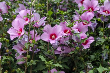 Mor amberçiçeği (Hibiscus gülü sinensis) yeşil yapraklı doğal arkaplan. Tropik bahçe Karkade. Hibiscus Hawai bitkisi tropikal orman yaprakları ve güneş ışığı altında büyür.