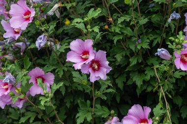 Mor amberçiçeği (Hibiscus gülü sinensis) yeşil yapraklı doğal arkaplan. Tropik bahçe Karkade. Hibiscus Hawai bitkisi tropikal orman yaprakları ve güneş ışığı altında büyür.