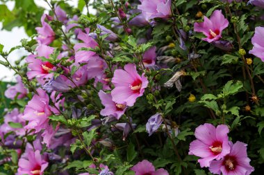 Mor amberçiçeği (Hibiscus gülü sinensis) yeşil yapraklı doğal arkaplan. Tropik bahçe Karkade. Hibiscus Hawai bitkisi tropikal orman yaprakları ve güneş ışığı altında büyür.