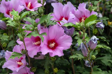Mor amberçiçeği (Hibiscus gülü sinensis) yeşil yapraklı doğal arkaplan. Tropik bahçe Karkade. Hibiscus Hawai bitkisi tropikal orman yaprakları ve güneş ışığı altında büyür.
