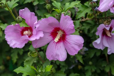 Mor amberçiçeği (Hibiscus gülü sinensis) yeşil yapraklı doğal arkaplan. Tropik bahçe Karkade. Hibiscus Hawai bitkisi tropikal orman yaprakları ve güneş ışığı altında büyür.