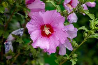 Mor amberçiçeği (Hibiscus gülü sinensis) yeşil yapraklı doğal arkaplan. Tropik bahçe Karkade. Hibiscus Hawai bitkisi tropikal orman yaprakları ve güneş ışığı altında büyür.