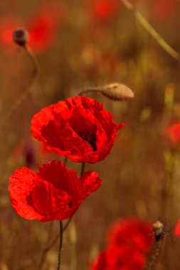 Parlak güneşli bir günde bahar tarlasında kırmızı gelincik çiçekleri