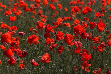 Parlak güneşli bir günde bahar tarlasında kırmızı gelincik çiçekleri