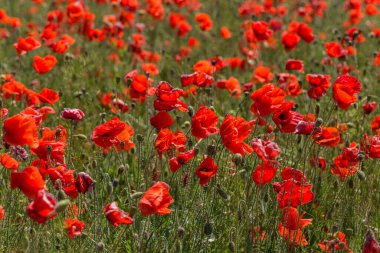 Parlak güneşli bir günde bahar tarlasında kırmızı gelincik çiçekleri