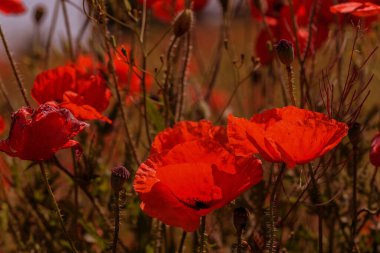 Parlak güneşli bir günde bahar tarlasında kırmızı gelincik çiçekleri