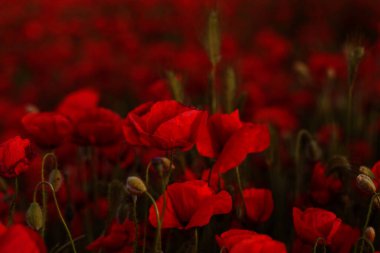 Kırmızıgelincikler yabani tarlada çiçek açar. Seçici odaklı güzel kırmızı gelincikler. Yumuşak ışıkta kırmızı gelincikler. Afyon haşhaşı. Doğal ilaçlar. Kırmızı gelincikler. Yalnız gelincik. Yumuşak odak bulanıklığı