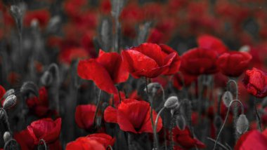 Kırmızıgelincikler yabani tarlada çiçek açar. Seçici odaklı güzel kırmızı gelincikler. Yumuşak ışıkta kırmızı gelincikler. Afyon haşhaşı. Doğal ilaçlar. Kırmızı gelincikler. Yalnız gelincik. Yumuşak odak bulanıklığı