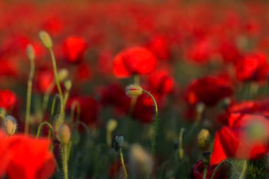 Kırmızıgelincikler yabani tarlada çiçek açar. Seçici odaklı güzel kırmızı gelincikler. Yumuşak ışıkta kırmızı gelincikler. Afyon haşhaşı. Doğal ilaçlar. Kırmızı gelincikler. Yalnız gelincik. Yumuşak odak bulanıklığı