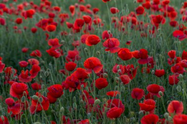 Kırmızıgelincikler yabani tarlada çiçek açar. Seçici odaklı güzel kırmızı gelincikler. Yumuşak ışıkta kırmızı gelincikler. Afyon haşhaşı. Doğal ilaçlar. Kırmızı gelincikler. Yalnız gelincik. Yumuşak odak bulanıklığı