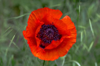 Çiçekler açıyor ve otların arka planında parlak kırmızı gelincikler var. Sığ alan derinliği ve güzel arkaplan bulanıklığı 