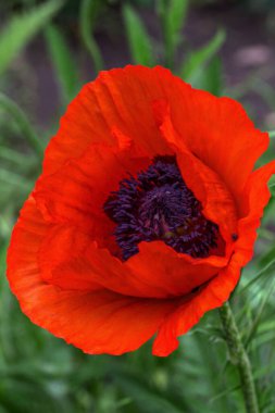 Çiçekler açıyor ve otların arka planında parlak kırmızı gelincikler var. Sığ alan derinliği ve güzel arkaplan bulanıklığı 