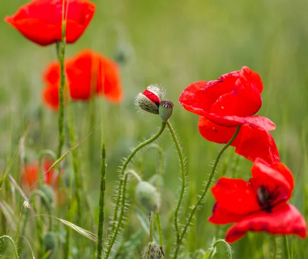 Blooming Flowers Flower Buds Red Poppy Background Meadow Grass Shallow — Stock Photo, Image