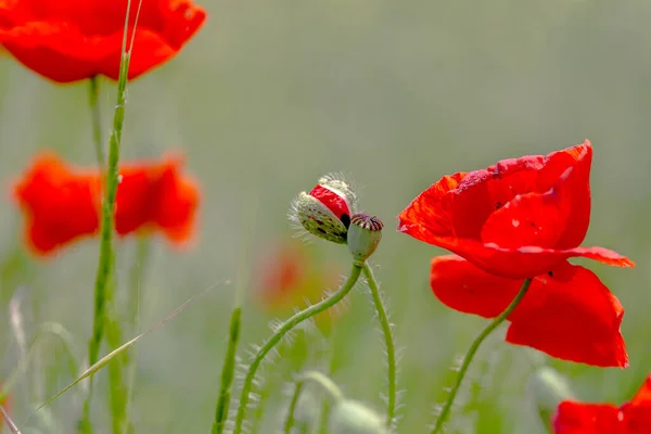 Blooming Flowers Flower Buds Red Poppy Background Meadow Grass Shallow — Stock Photo, Image