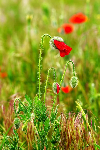 Blooming Flowers Flower Buds Red Poppy Background Meadow Grass Shallow — Stock Photo, Image