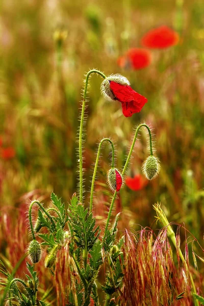 Blooming Flowers Flower Buds Red Poppy Background Meadow Grass Shallow — Stock Photo, Image