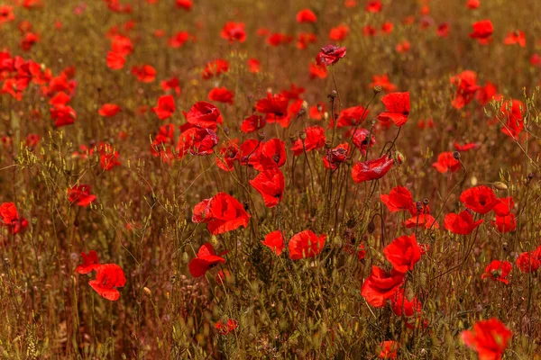 Rote Mohnblumen Auf Dem Frühlingsfeld Bei Strahlendem Sonnenschein — Stockfoto