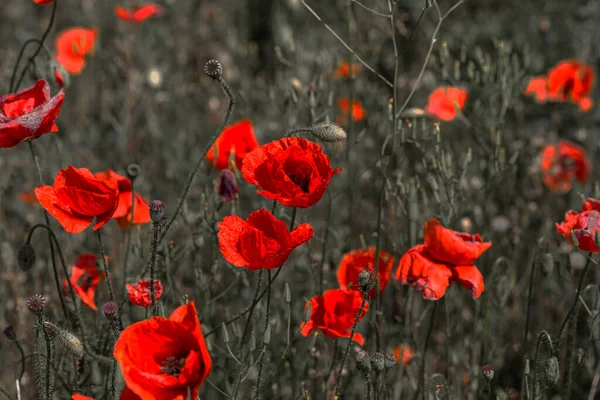 Fiori Papavero Rosso Sul Campo Primavera Giorno Sole Lucente — Foto Stock