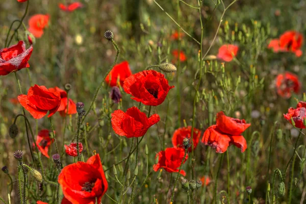 Parlak Güneşli Bir Günde Bahar Tarlasında Kırmızı Gelincik Çiçekleri — Stok fotoğraf