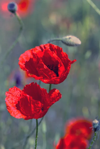 Fiori Papavero Rosso Sul Campo Primavera Giorno Sole Lucente — Foto Stock