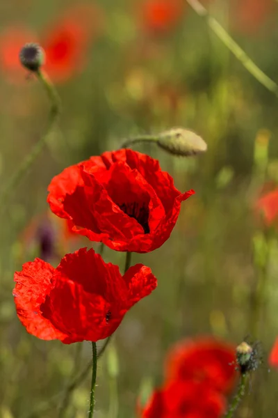 阳光明媚的春天 红罂粟在田里开花 — 图库照片