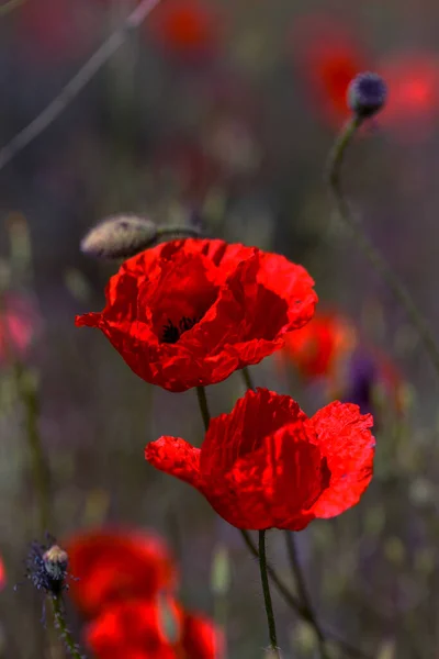 阳光明媚的春天 红罂粟在田里开花 — 图库照片
