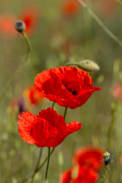 Czerwony Mak Kwiaty Polu Wiosny Jasny Słoneczny Dzień — Zdjęcie stockowe