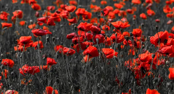 Fiori Papavero Rosso Sul Campo Primavera Giorno Sole Lucente — Foto Stock