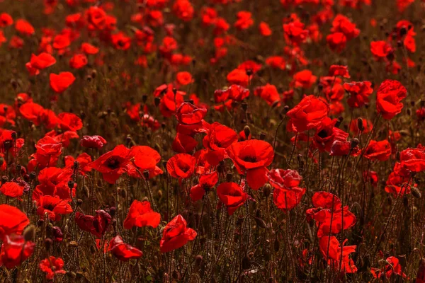 Rote Mohnblumen Auf Dem Frühlingsfeld Bei Strahlendem Sonnenschein — Stockfoto