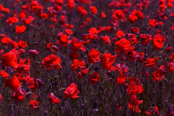 Красные Цветы Мака Весеннем Поле Яркий Солнечный День — стоковое фото