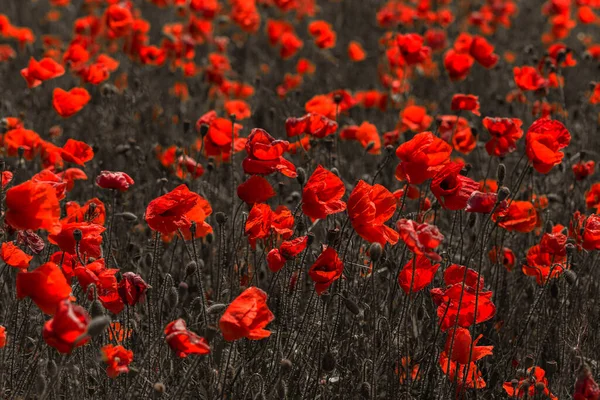 晴れた日には春の畑に赤いケシの花 — ストック写真