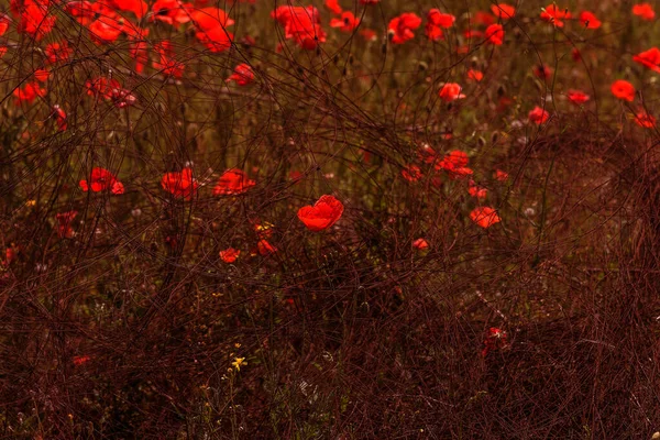 Fiori Papavero Rosso Sul Campo Primavera Luminosa Giornata Sole Recinzioni — Foto Stock