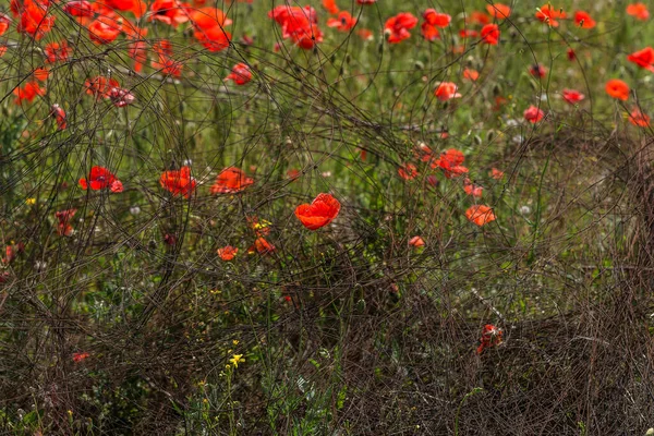 Rote Mohnblumen Auf Dem Frühlingsfeld Einem Strahlend Sonnigen Tag Mit — Stockfoto